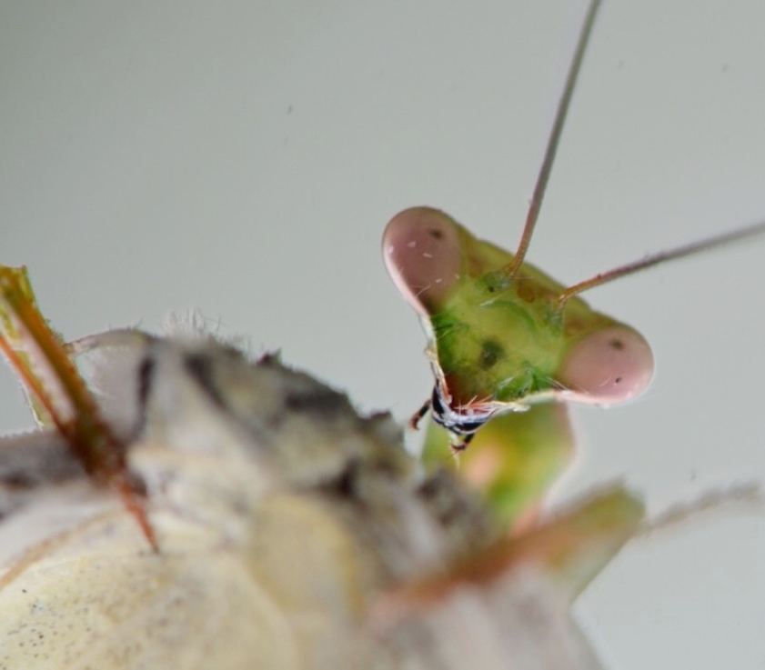 Top 10 Insects of QuestaGame