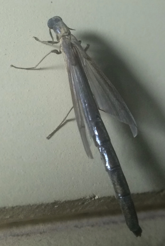 "I remember hearing it before I saw it," says Tanya, "it sounded quite loud and sluggish compared to the other moths I was watching so I immediately pricked my ears and found the source, I'm glad I did now!" Image: QG player - Tanya