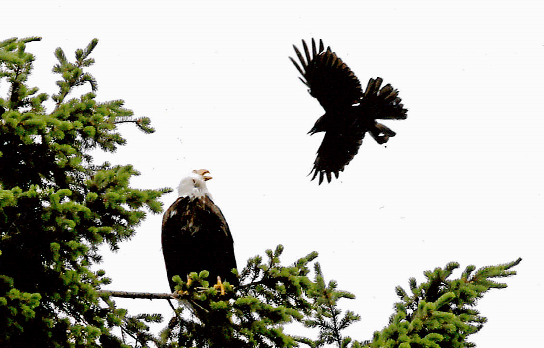 A bald eagle standing its ground on Vancouver Island in 2011. (Image: David Haynes)