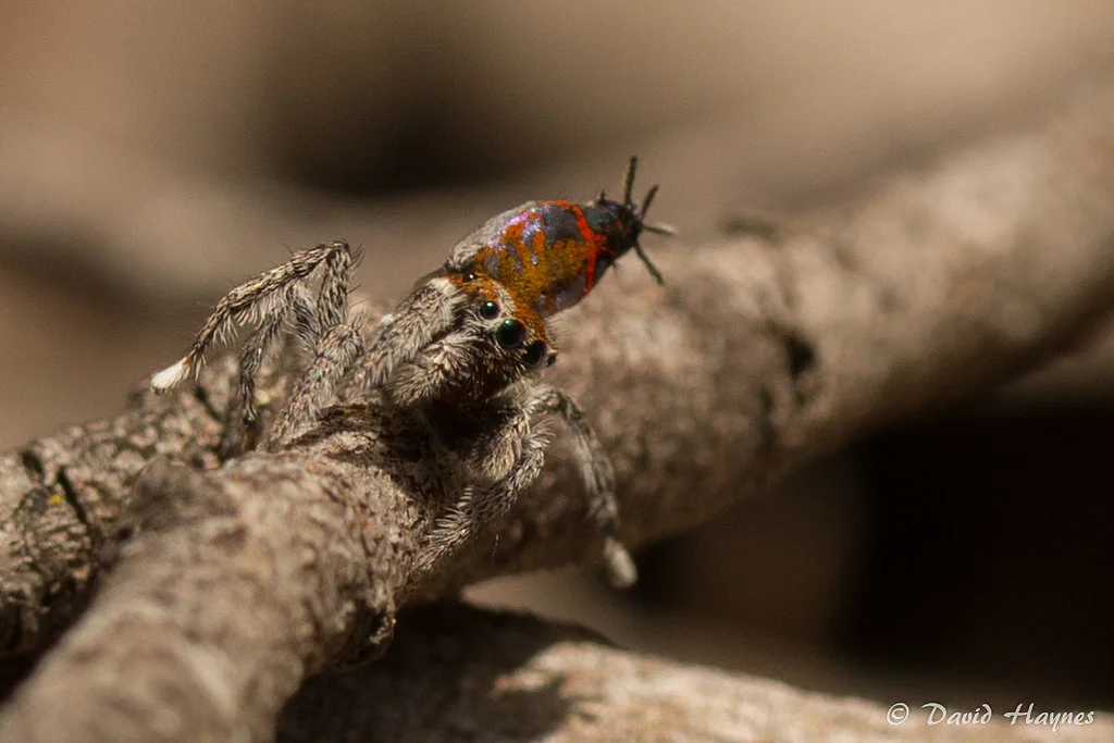 A species of peacock spider, specifically Maratus Calcitrans, on Canberra's Black Mountain in 2016. Unfortunately I found this little guy just before finding QuestaGame, and I'm yet to add one to my collection. (Image: David Haynes)