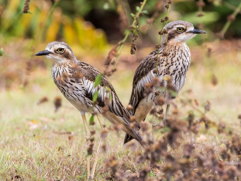 The First Ever World BioQuest