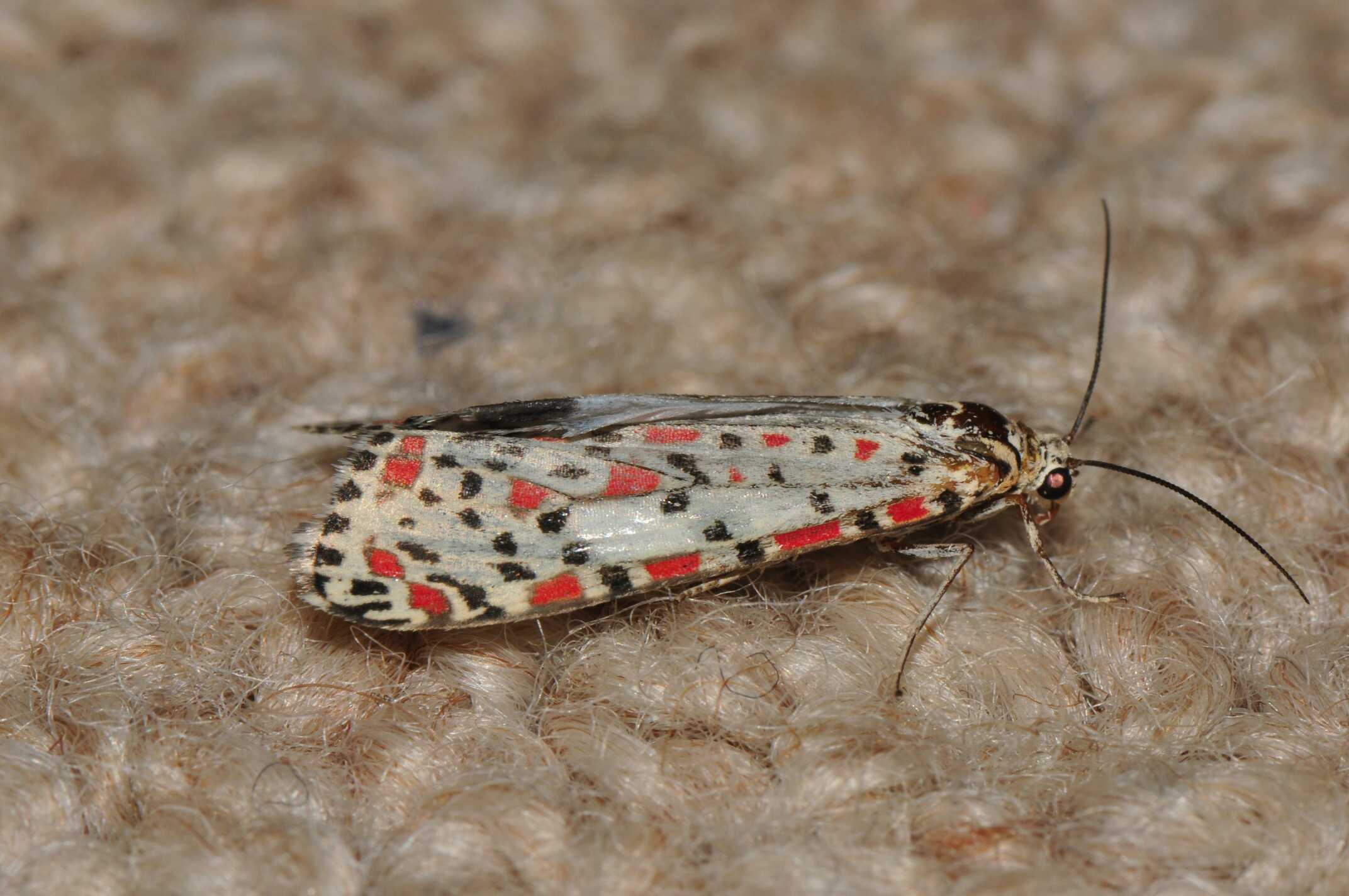   Image:    Utetheisa pulchelloides   , by QuestaGamer  Liz MacRaild ,&nbsp; CC BY-NC .  