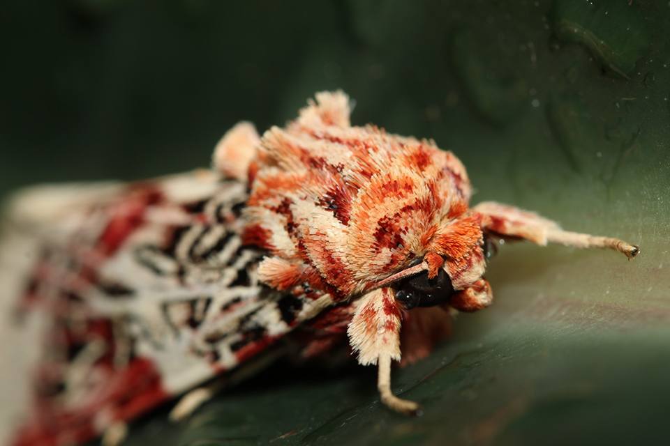   Image:    Spodoptera picta   , by QuestaGamer  Savage ,&nbsp; CC BY-NC .  