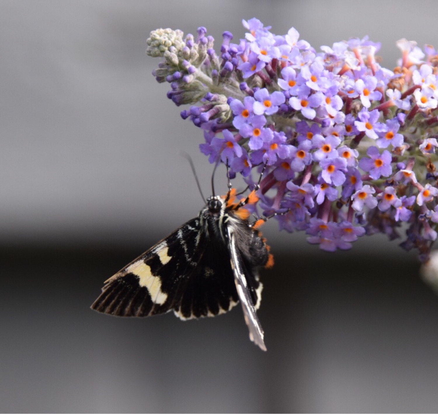 Image: Phalaenoides glycinae , by QuestaGamer Holly Golightly , CC BY-NC .