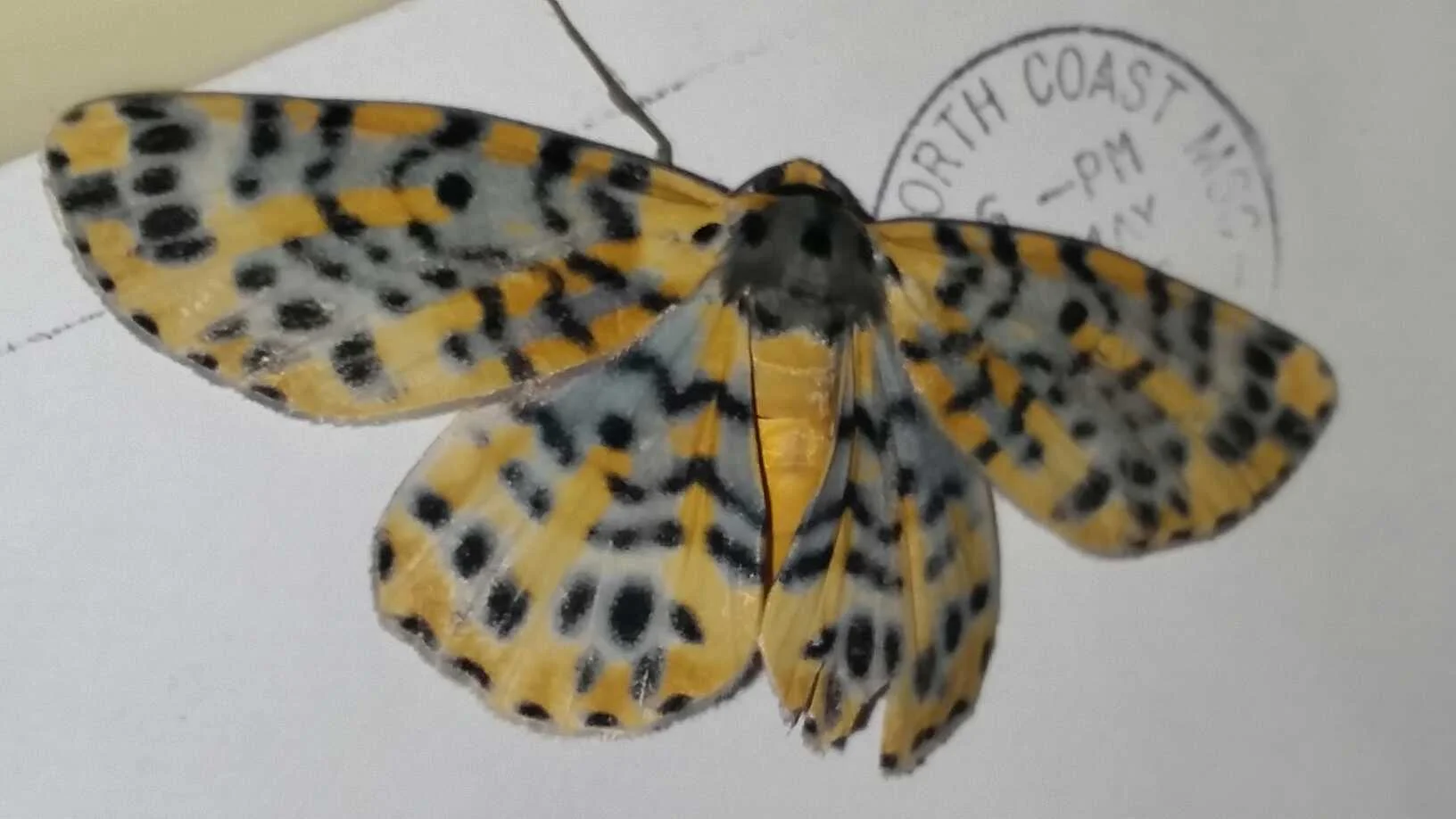 Marvelous Magnificent Moths
