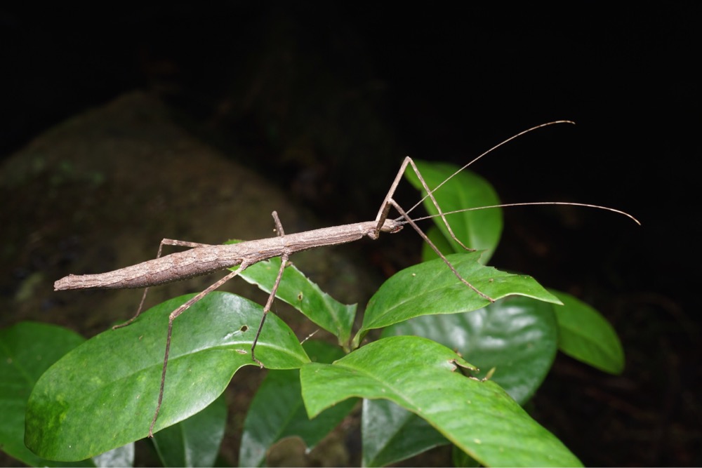 Score: 910. Image: Stick Insect (Candovia granulosa), by QuestaGamer Ben Revell, identified by Dr. Paul Brock of the Natural History Museum, London. Second photographic record on major biodiversity databases. CC BY-NC