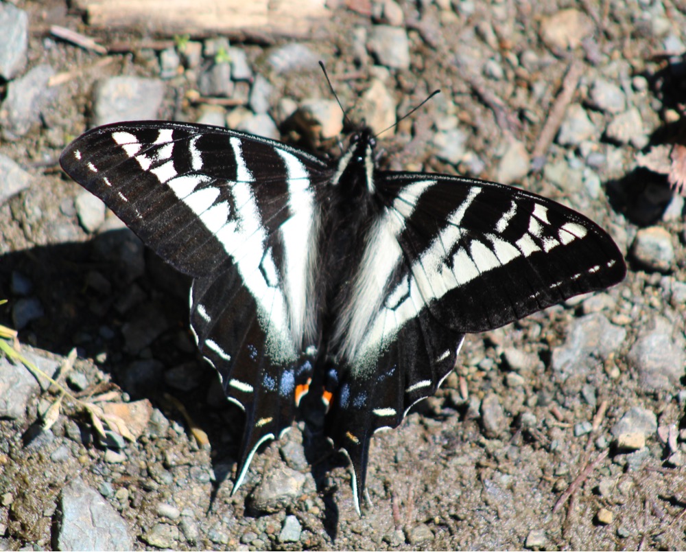   Image: Pale swallowtail (Papilio eurymedon), by QuestaGamer Scott Gilmore,&nbsp; CC BY-NC .&nbsp;  