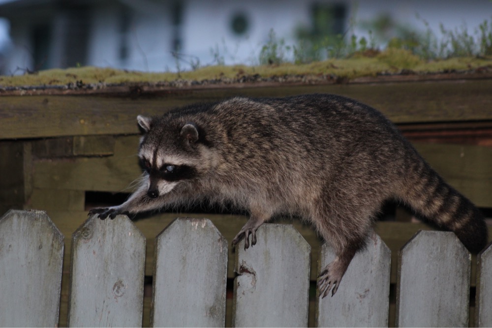   Image: Northern raccoon (Procyon lotor), by QuestaGamer Scott Gilmore,&nbsp; CC BY-NC .&nbsp;  