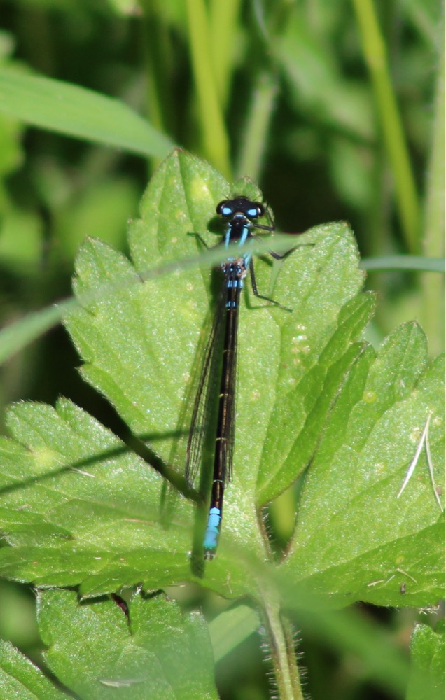   Image: Pacific forktail (Ischnura cervul), by QuestaGamer Scott Gilmore,&nbsp; CC BY-NC .&nbsp;  