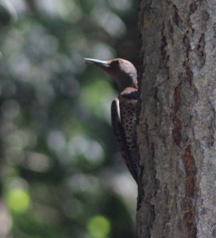   Image: Northern flicker, subspecies cafer (Colaptes auratus cafer), by QuestaGamer Scott Gilmore,&nbsp; CC BY-NC .&nbsp;  