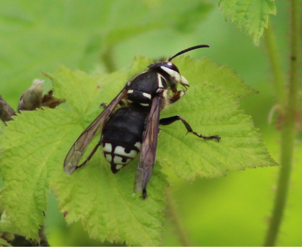   Image: Bald-faced hornet (Dolichovespula maculata)  , by QuestaGamer  Scott Gilmore ,&nbsp; CC BY-NC .  