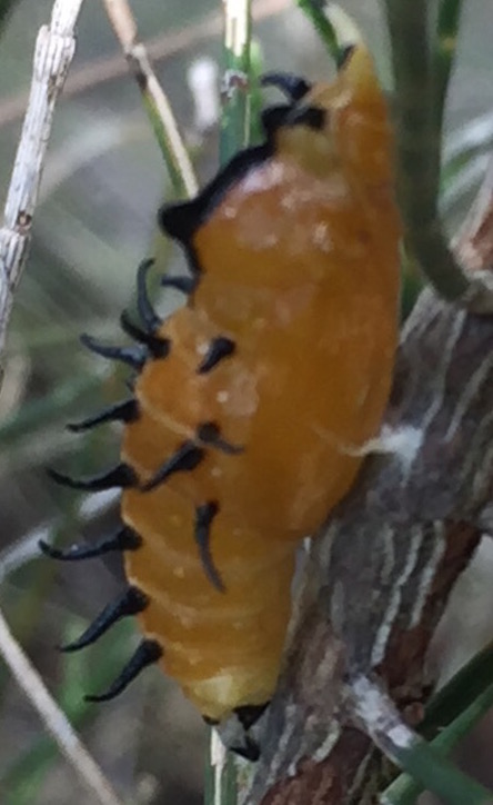 Jezebel Butterfly larva by Brielle, CC BY-NC