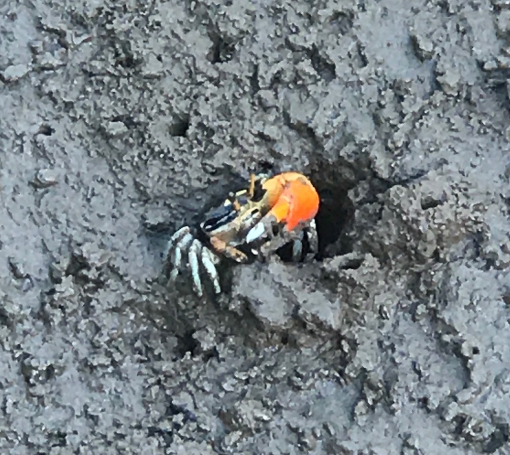 Fiddler Crab (Uca sp.) by Phoebe Gladman, CC BY-NC