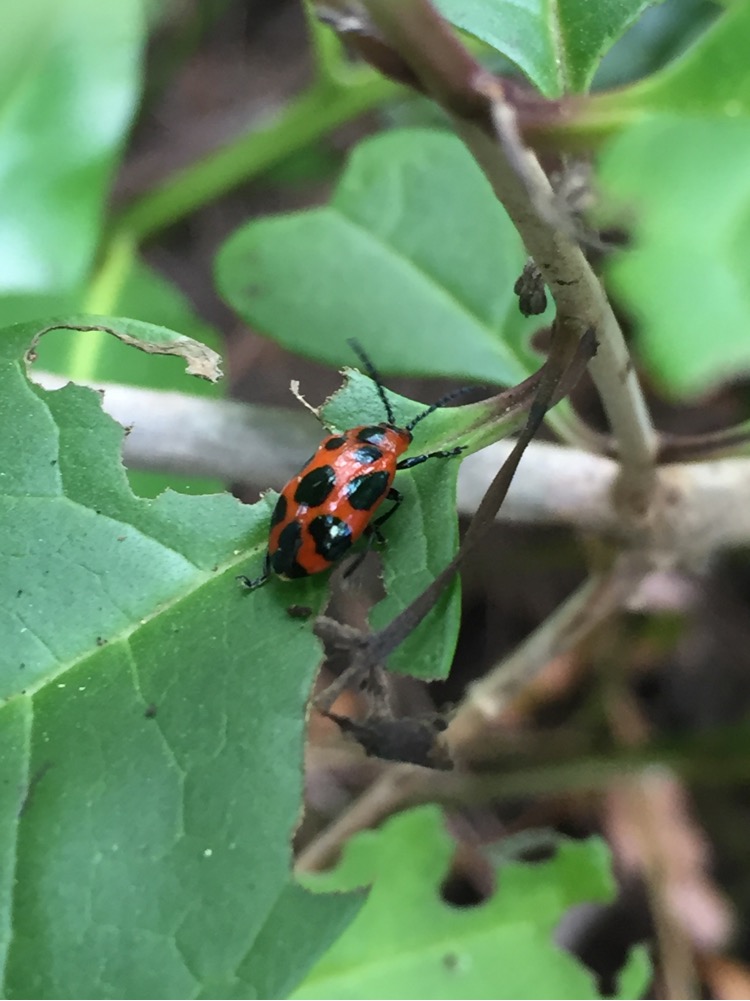 Leaf Beetle (Phyllocharis sp.) by Brielle, CC BY-NC