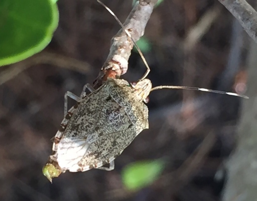 Shield Bug (Pentatomidae). Photo by Brielle.