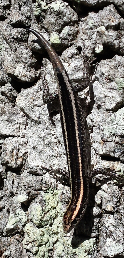 Skink (Cryptobelpharus sp. TBD) by katieb, CC BY-NC