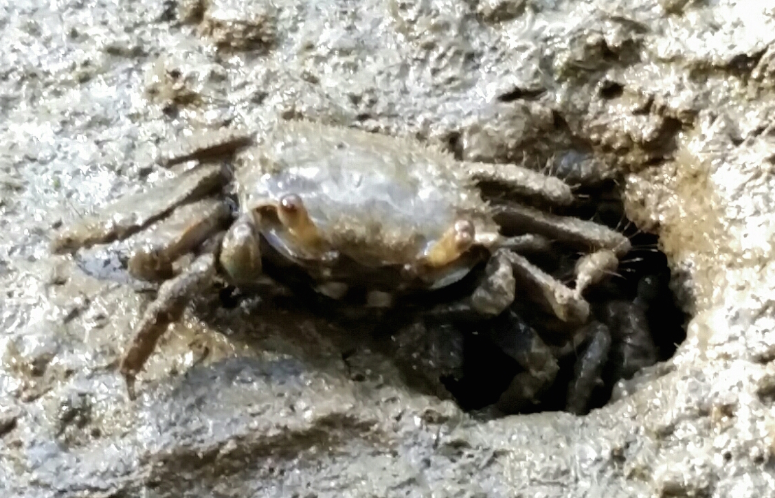 Furry-clawed Crab (Australoplax tridentata) by Fox101, CC BY-NC