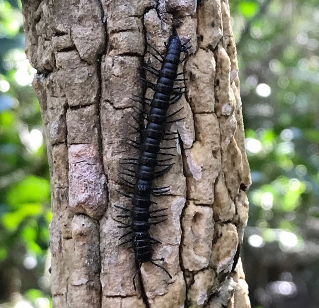 Millipede (Paradoxosomatidae) by Brielle, CC BY-NC