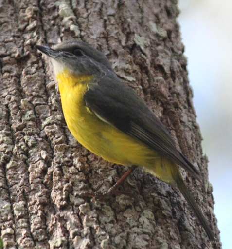 Eastern Yellow Robin by SilverB, CC BY-NC