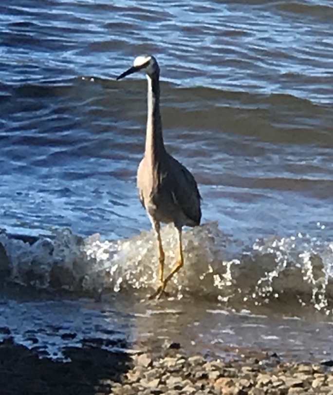 White-faced Heron (Egretta novaehollandiae) by Eva Stephenson, CC BY-NC