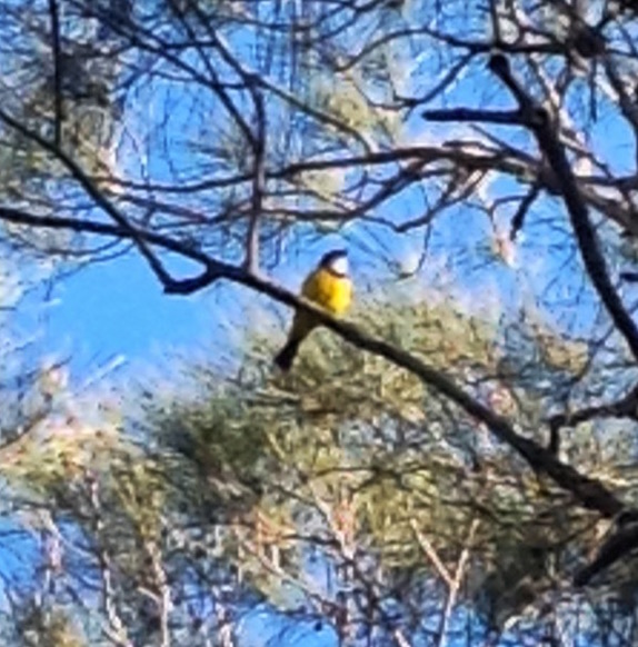 Image: Golden Whistler ( Pachycephala pectoralis) by Princess Ruby , CC BY-NC