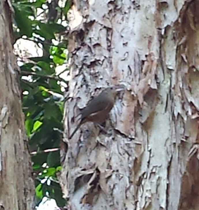 Image: Little Shrikethrush (Colluricincla megarhyncha) by katieb , CC BY-NC