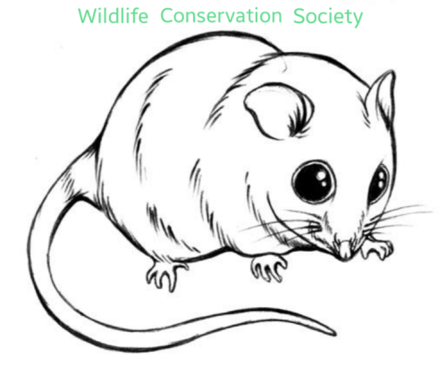 Wildlife Conservation Society - UoM