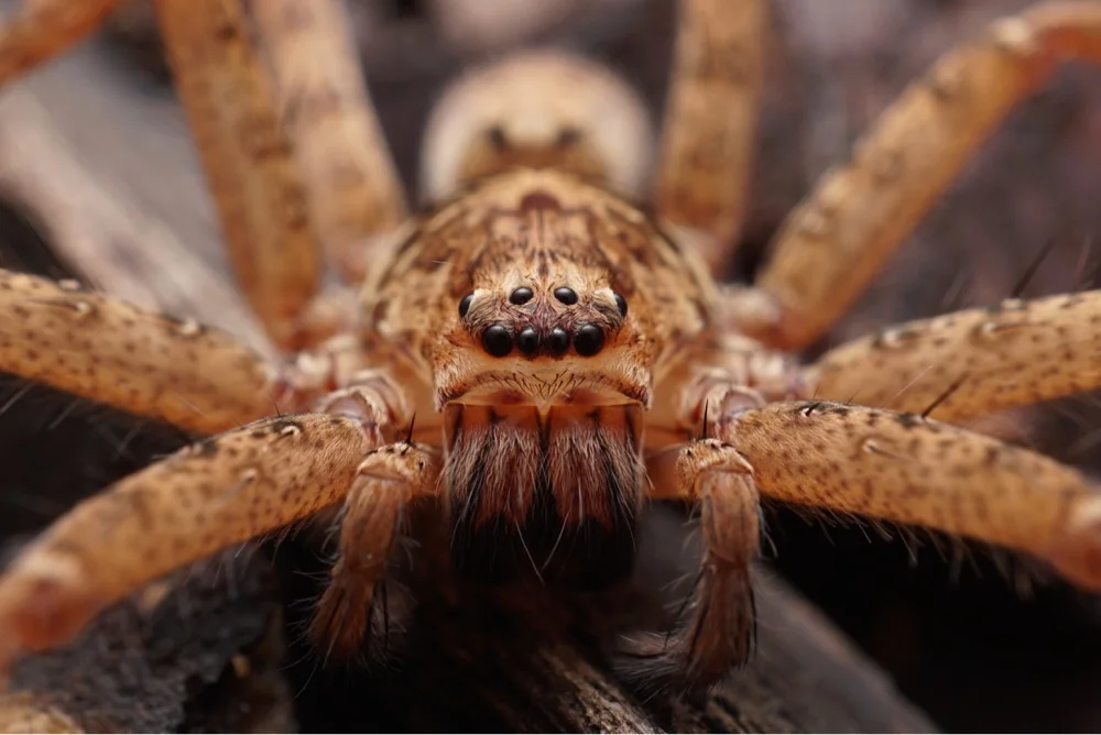 December BioQuest: The Arachnid Adventure!