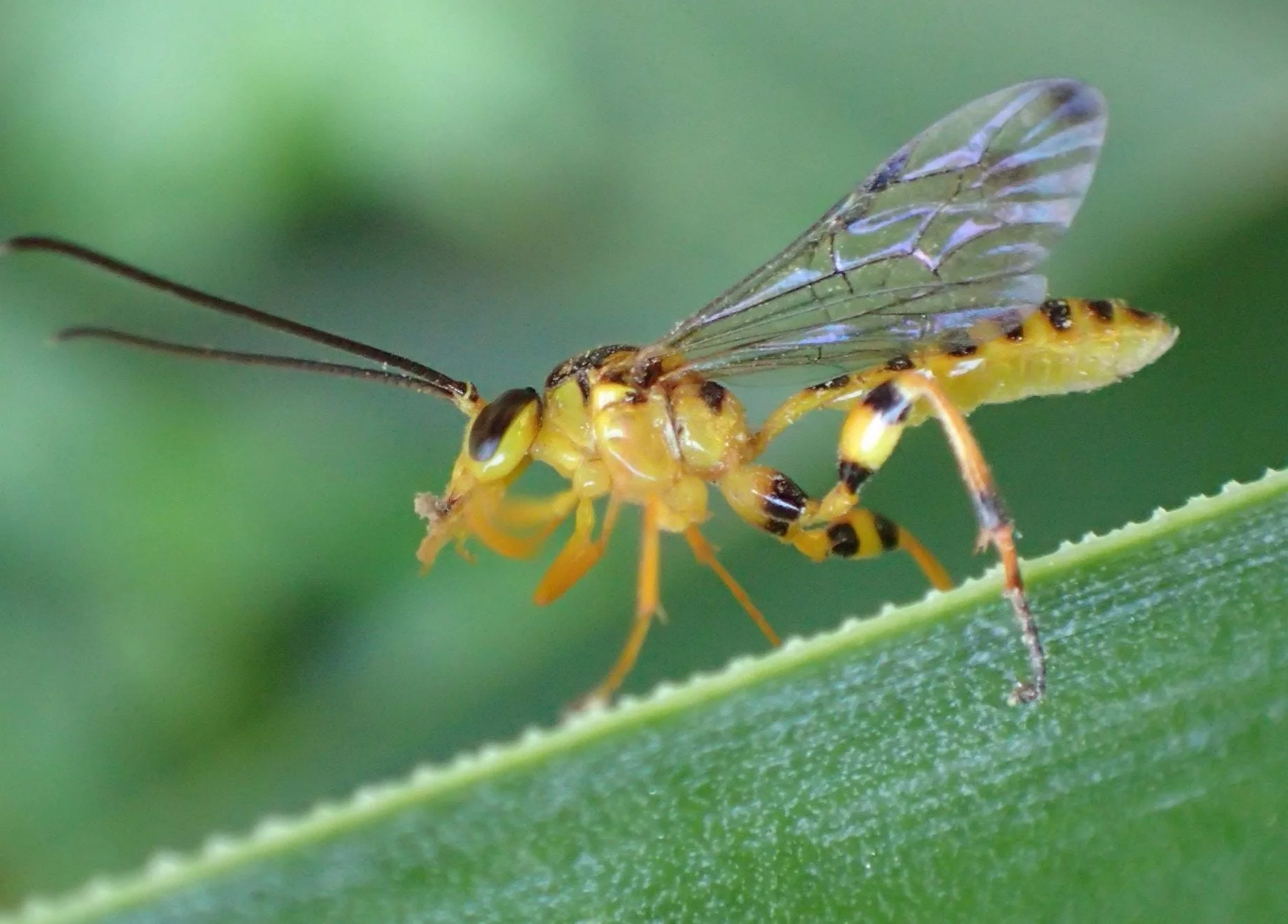 February BioQuest - Buzzing Bonanza!