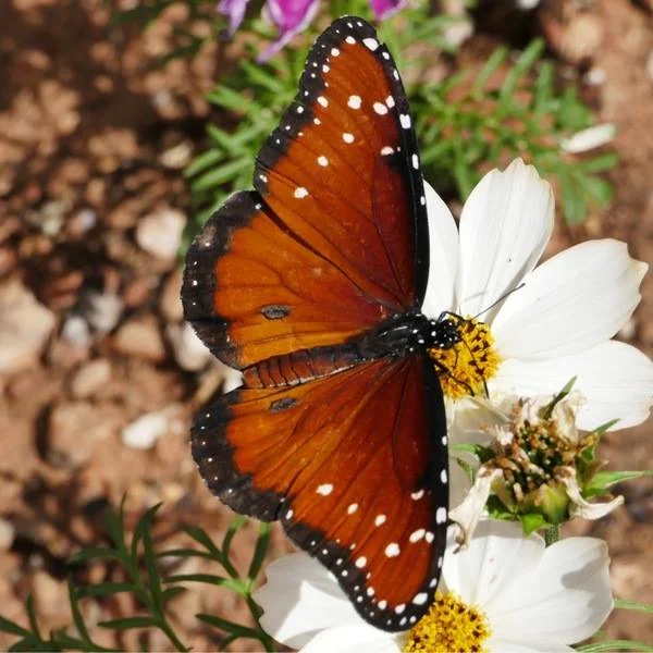 January BioQuest - Butterfly and Moth Madness! 