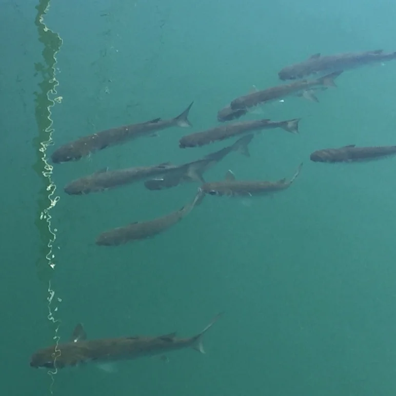 June BioQuest: Fishy Fever!