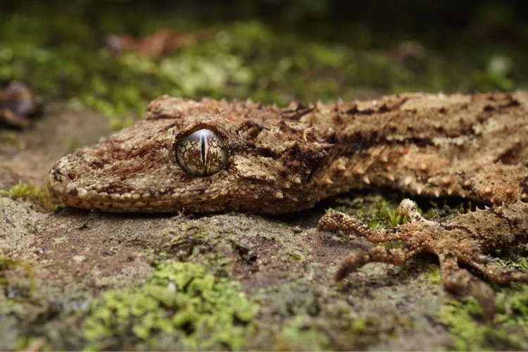 First Ever World BioQuest