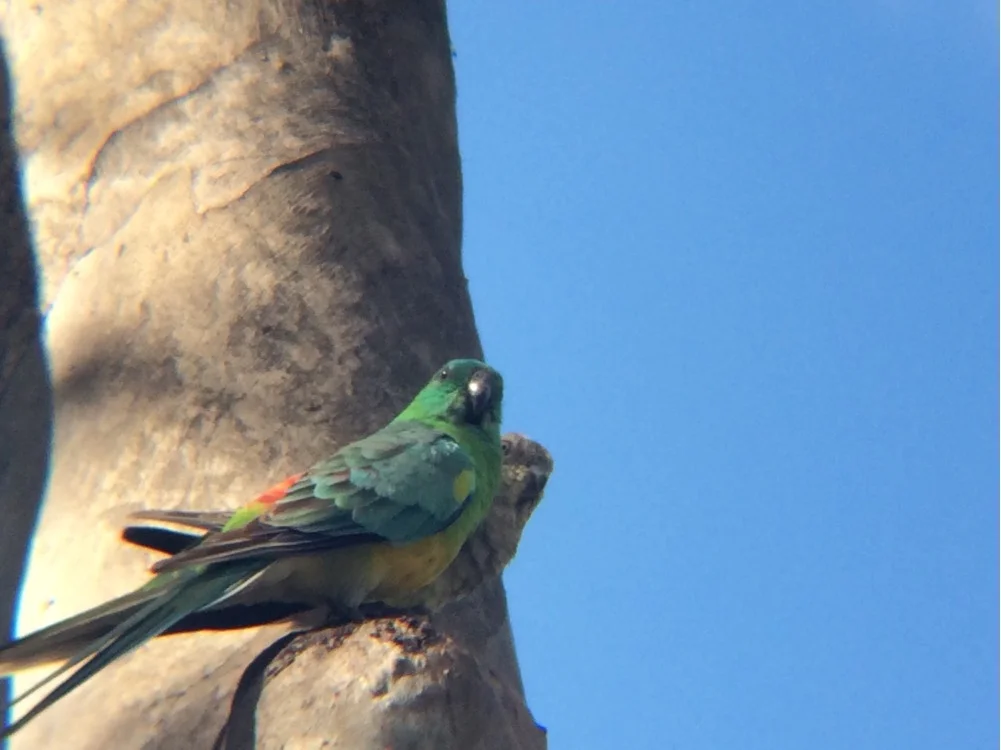 Image: Red-rumped Parrot by Munnings_2 , CC BY-NC