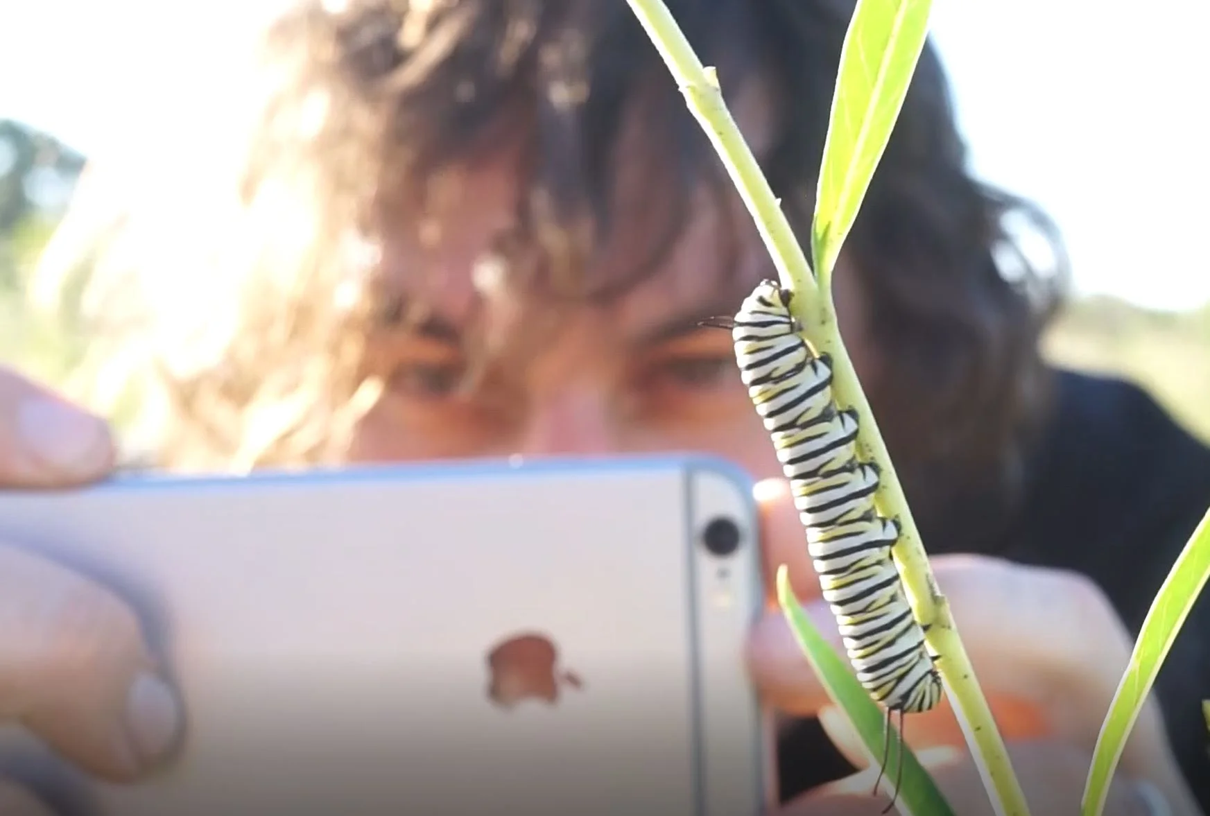 Butterfly and Moth Madness: BioQuest Tips with Ben Revell