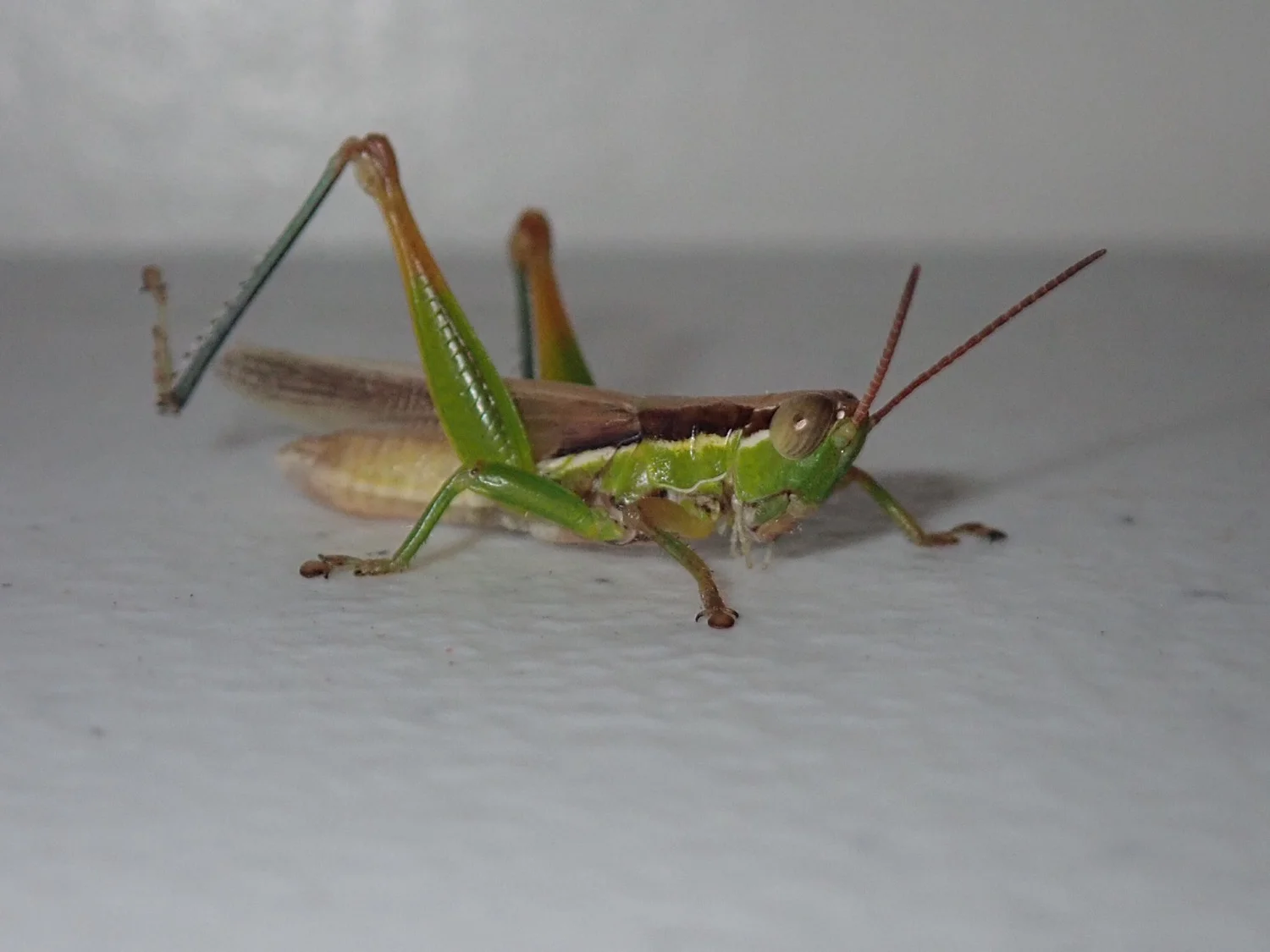 Bring Bugs to You: Tips from Griffin and Jasper — QuestaGame