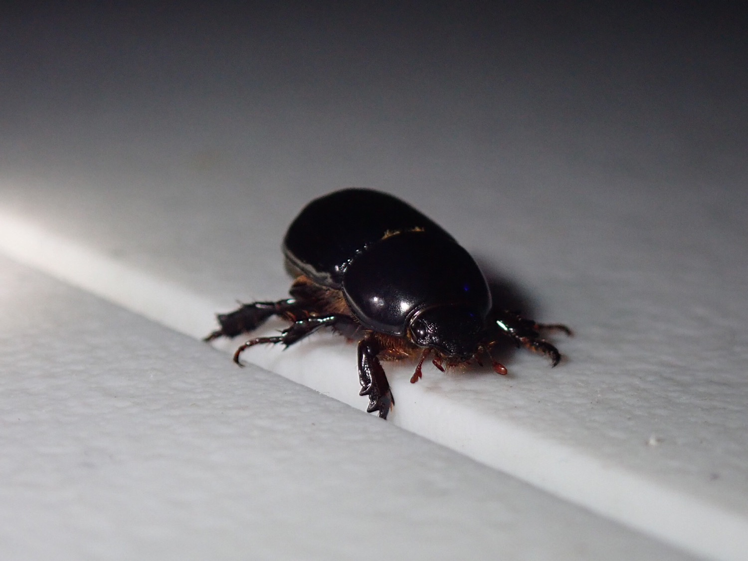 Bring Bugs to You: Tips from Griffin and Jasper — QuestaGame