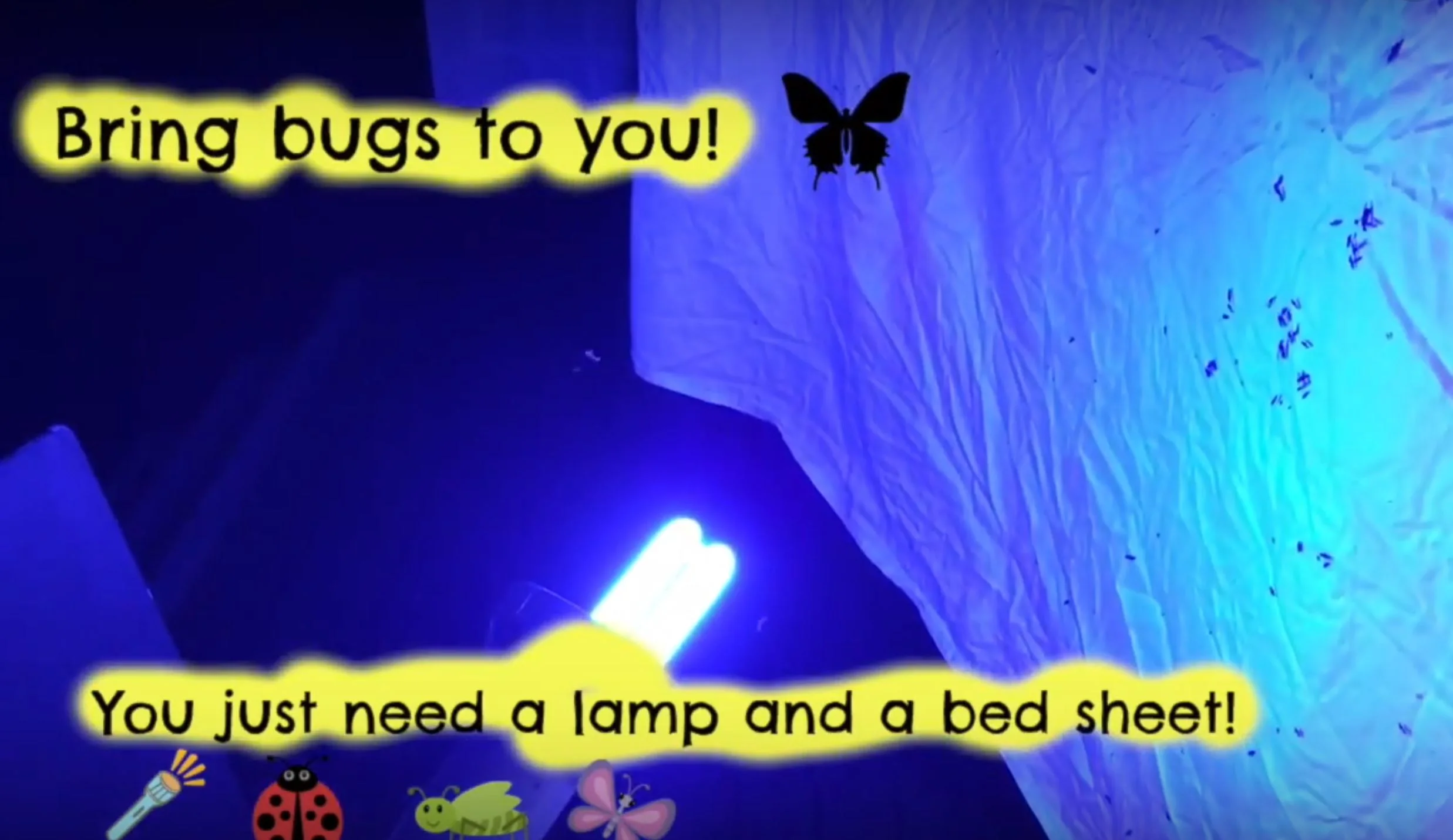 Bring Bugs to You: Tips from Griffin and Jasper 