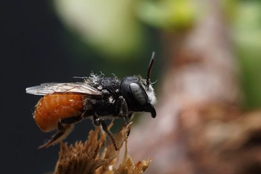 Anyone can win prizes finding buzzing insects for science — QuestaGame