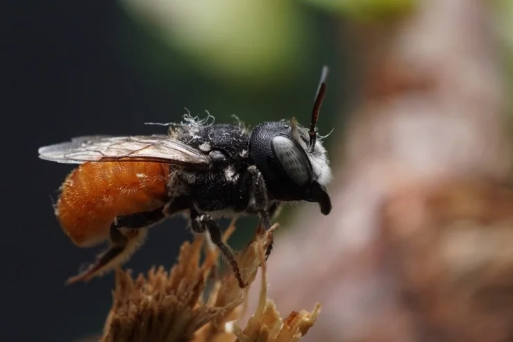 Anyone can win prizes finding buzzing insects for science