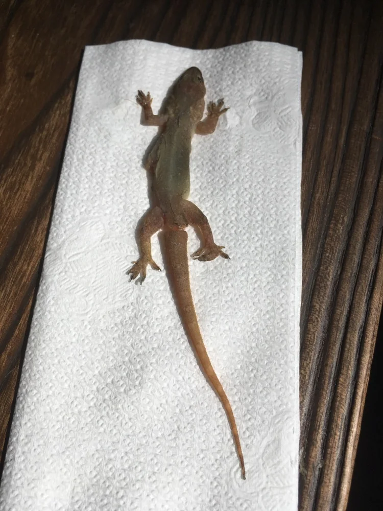 Hemidactylus garnotii ©Charliev (found dead)