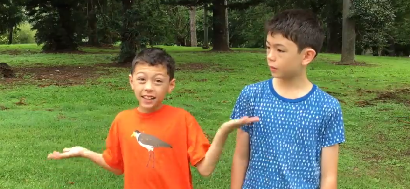 Curlews, and darters and ducks - oh my! A duck pond adventure