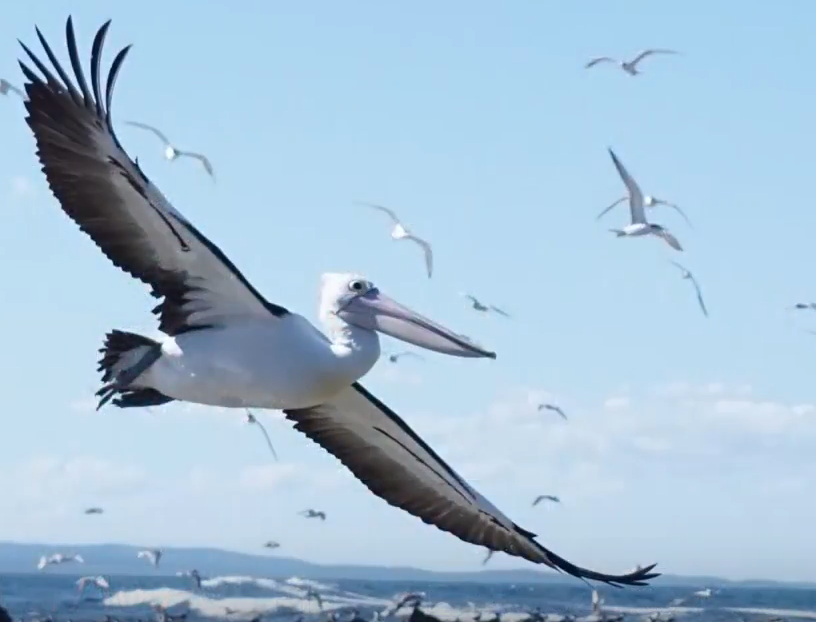 Feathered Frenzy BioQuest tips with Ben