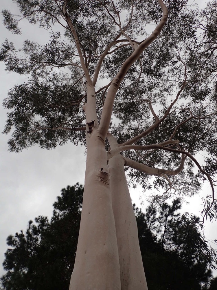 Copy of  Turbo Tombo, NSW