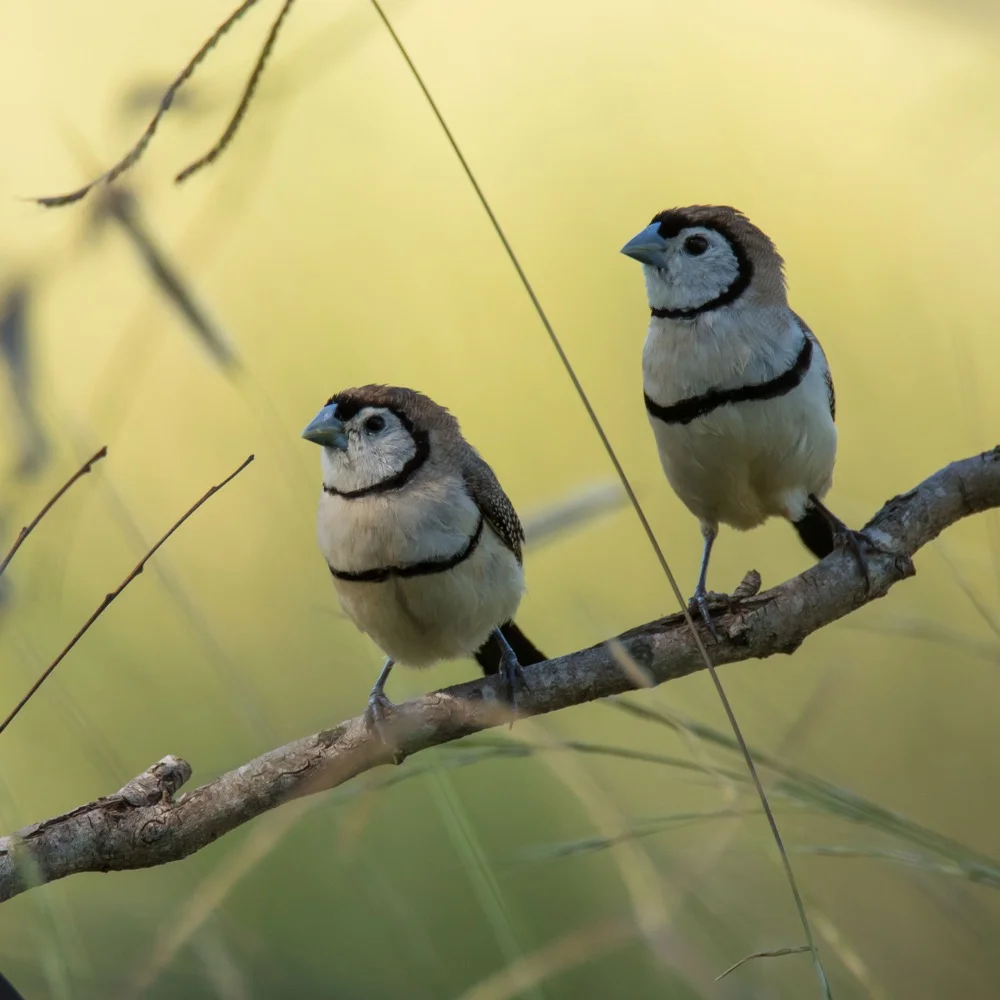Image: Taeniopygia bichenovii (Double-barred finch) by Ansonia CC BY-NC