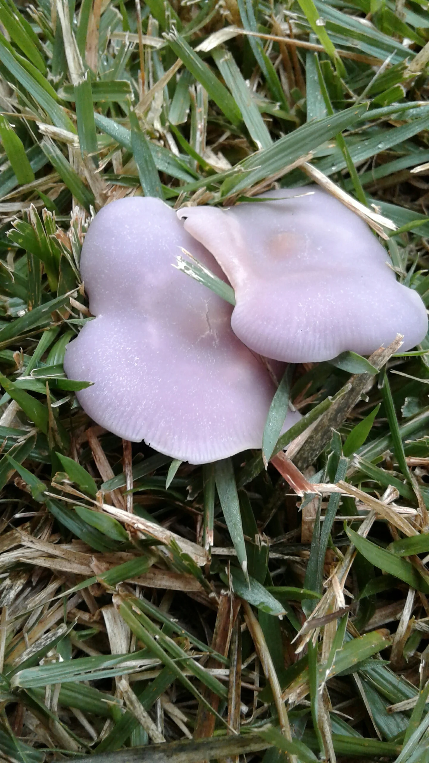 Image: Gilled Fungi ( Agaricales) by Luke CC BY-NC