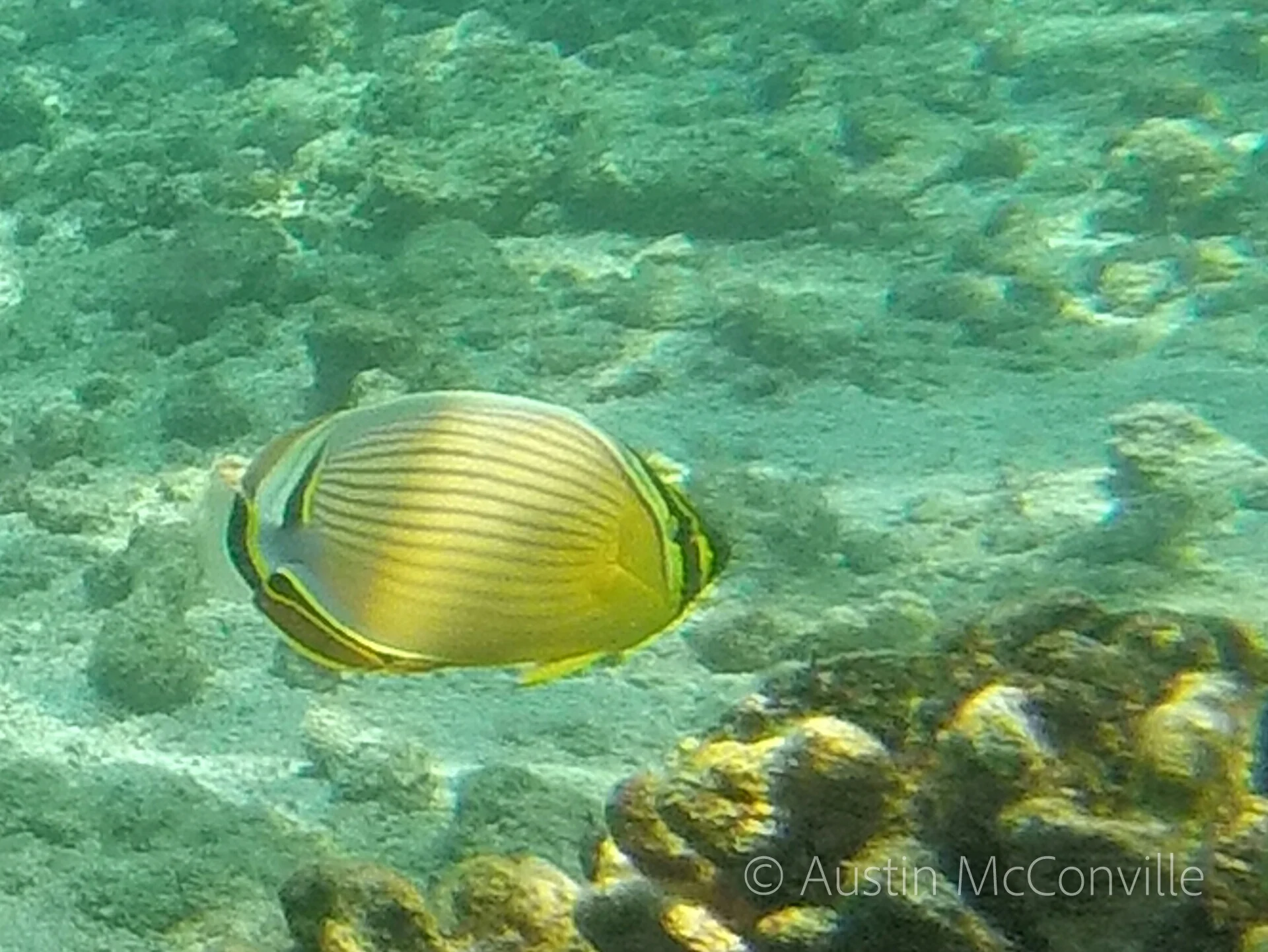 Image: Oval Butterflyfish (Chaetodon lunulatus) by Austin CC BY-NC