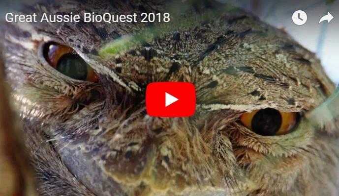Australians to Compete in Largest ‘Bioblitz’ in Country’s History