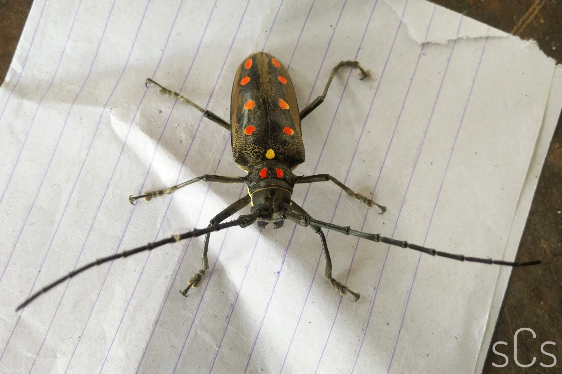 Image: Sighting from QuestaGamer seangyeal