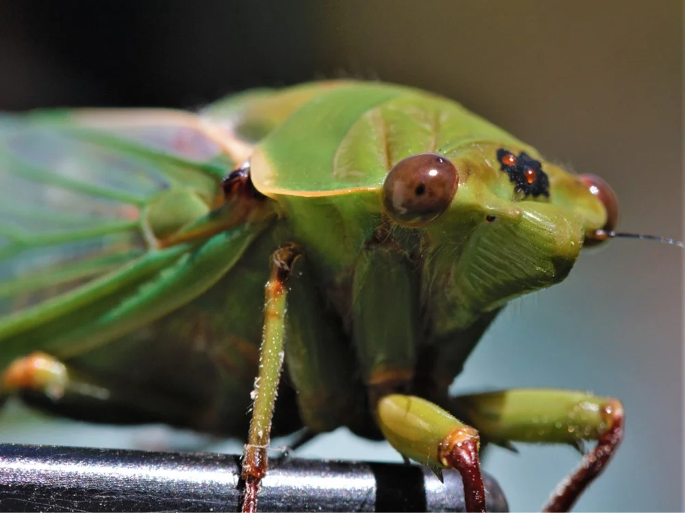 Insect Insanity 2019