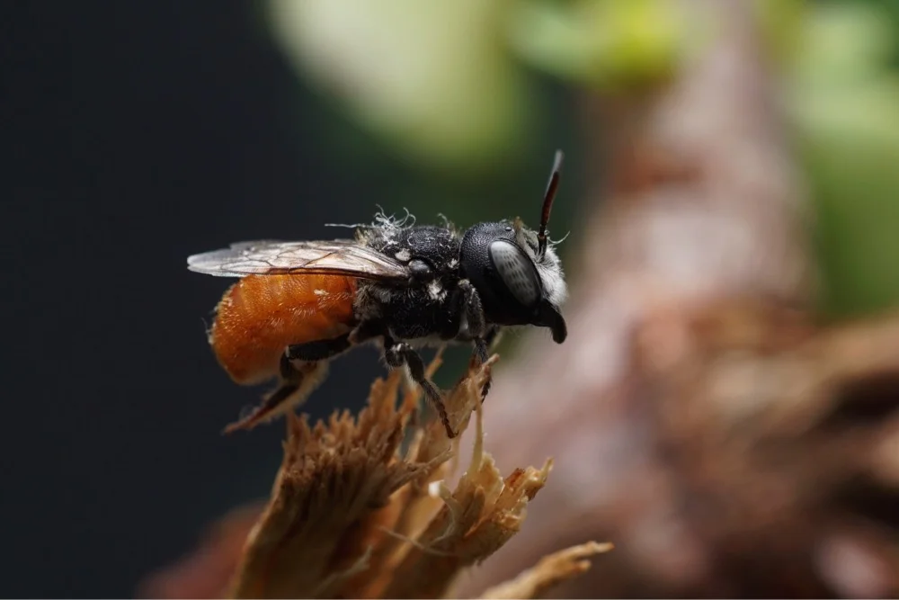 Buzzing Bonanza 2019